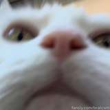 bratcvm
