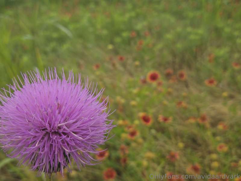 avidaardvark - This is one of my favorite fields. At times it is full of wi..