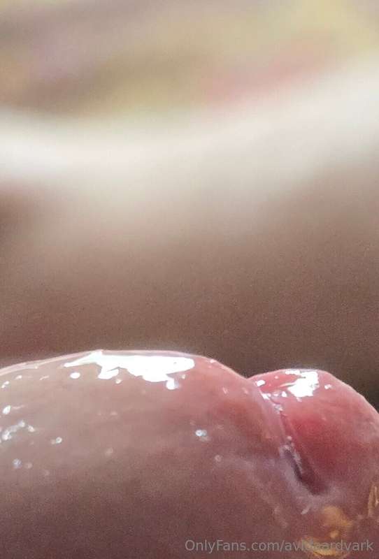 avidaardvark - Bloop!