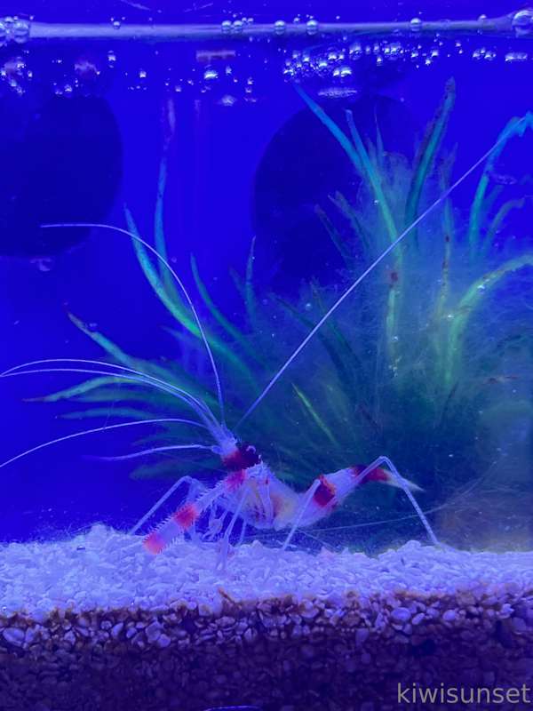 hi i got my hair and nails done today !! i also saw nemo and.. 2