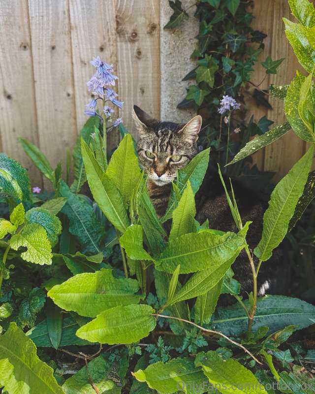 Sad Post Warning, cat diedLoving someone or something is dan.. 8