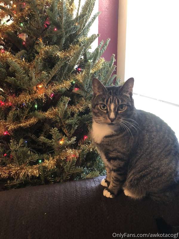 Melanie says Meow-y Christmas!