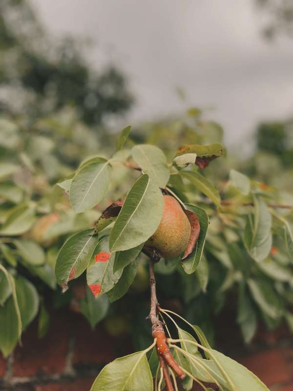 Forbidden fruit a flavor has / That lawful orchards mocks; /..