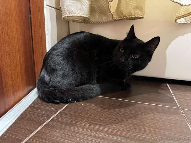 The cat was fine yesterday, he just has cystitis. And he’s n.. 5