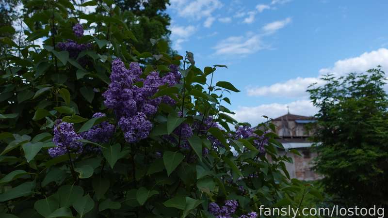 Lostodg - Fansly - 30 May, 2023 17