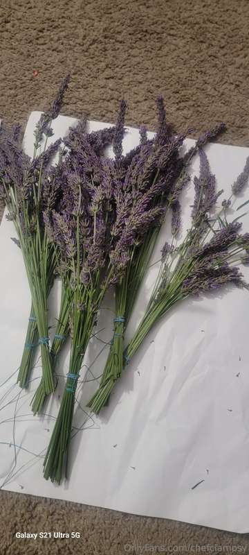Went to the lavender festival today.. it was so much fun! I ..
