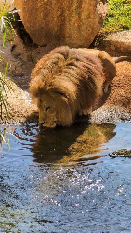 To proof I *DID* go to the zoo hahahaha.   Now, there's some.. 4