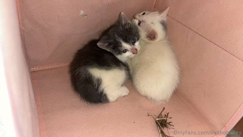 I just found a bunch of kittens so sorry if I don’t answer m.. 2