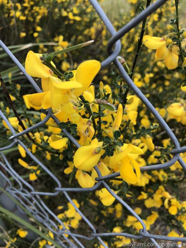 Caged flowers