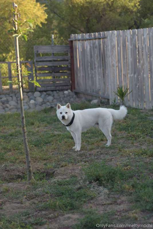 Also, here's my dogs to wrap up this evening 🥺 
The white on.. 1