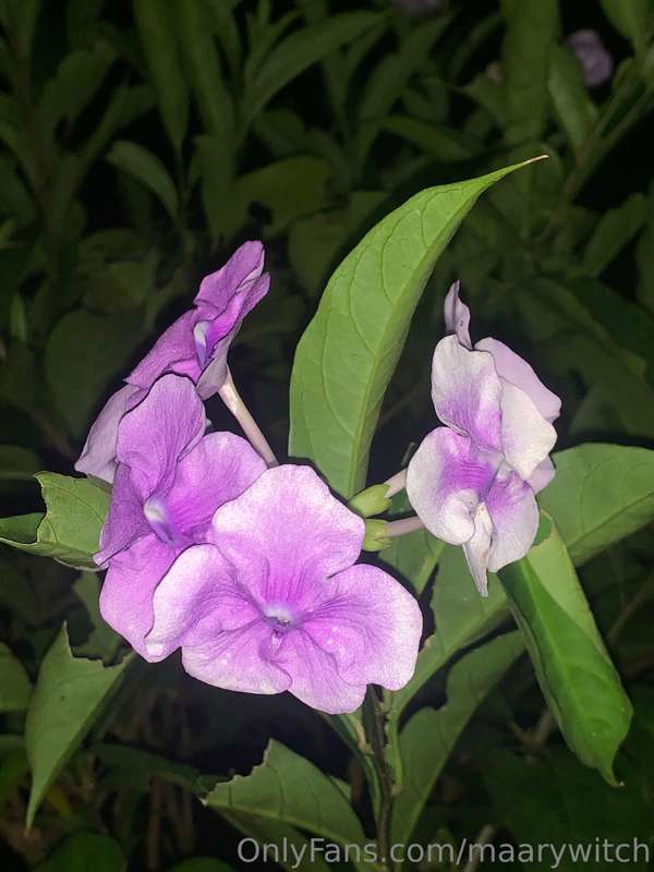 Me encanta el lila 💜