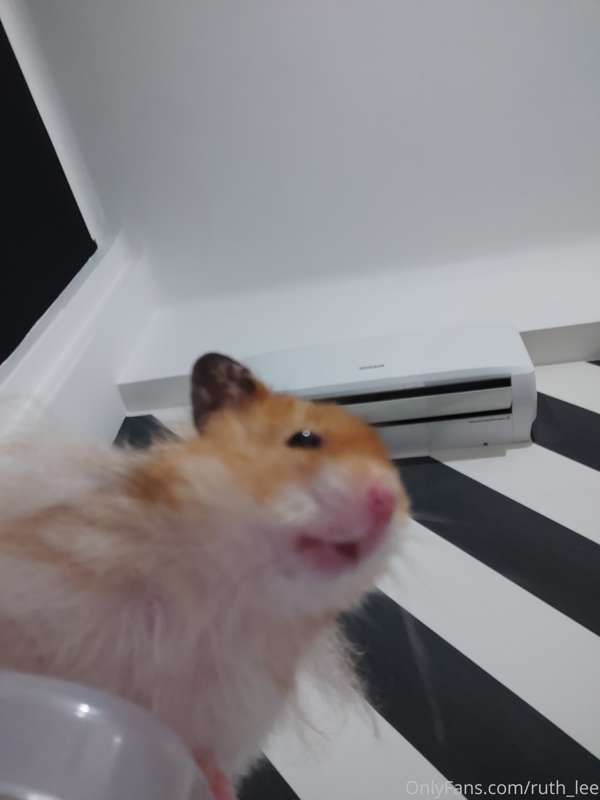 He is GORDITO, he is my hamster, he is a love ball