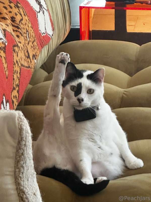 Pls admire my ass and this insane pic I got of my cat  also .. 2