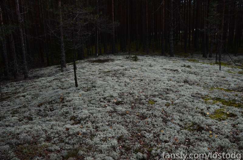 Lostodg - Fansly - 24 Sep, 2022 8