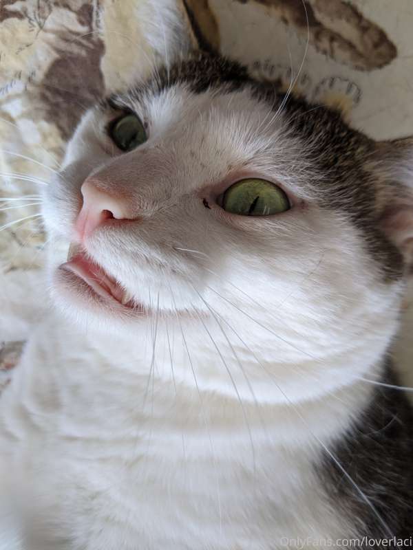 I met this sweet boy at the shelter today 💕