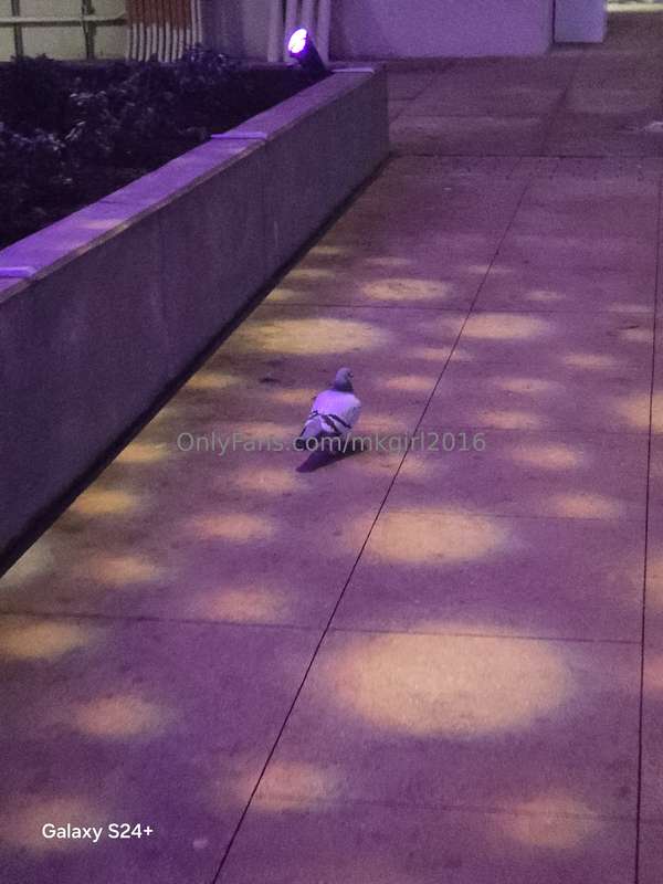 I found the Baltimore Raven down by Horseshoe Casino 🤣 🤣 