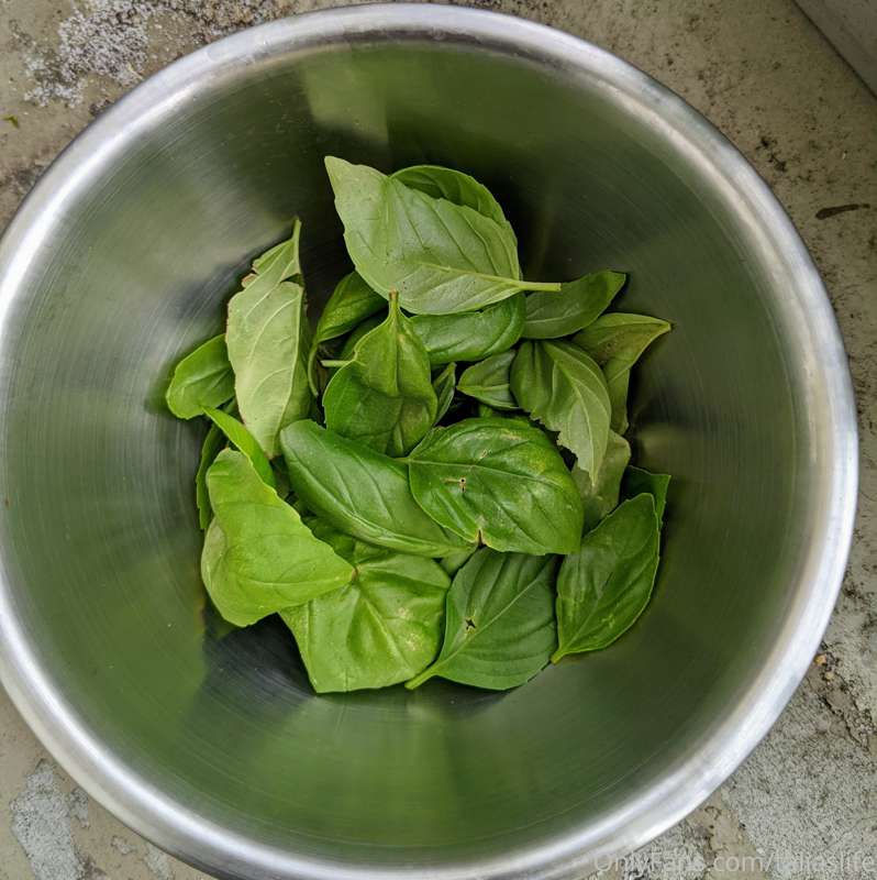 The dinosaurs may have harvested my basil, but I won in the ..