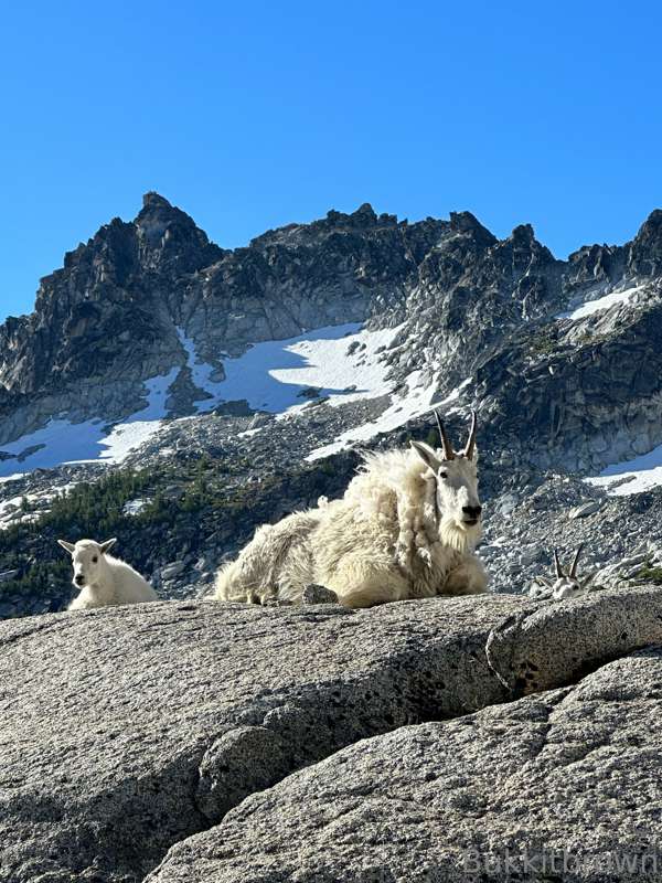 I was staring at a mountain goat who was staring back at me .. 2