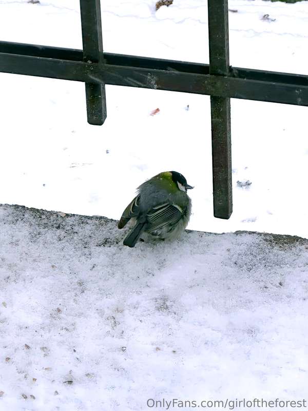 Borb  2