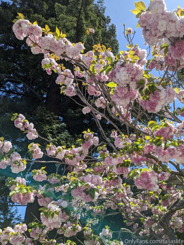 These flowers are fluffy like a lightly damp kitten