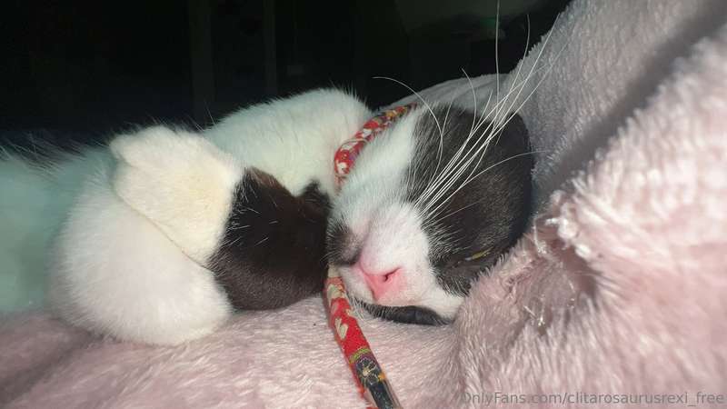 Vixentia Tiyris Purrious 💚 loud smooch warning!  My kittyful.. 2
