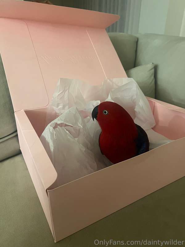 New lingerie box = perfect play box for Candy 🐦📦