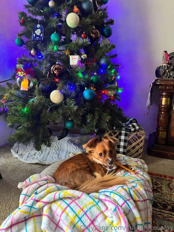 hi :) we put the tree up last night 