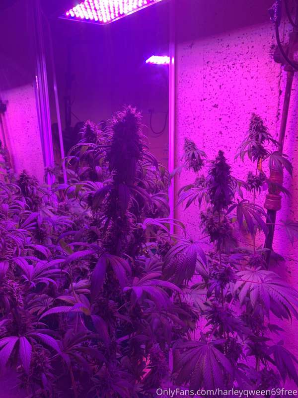 Wanna smoke one with me 🔥🔥🔥