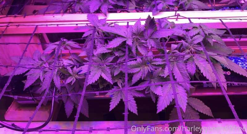 Go to my paid page bb all 420 post are free There will be a .. 1