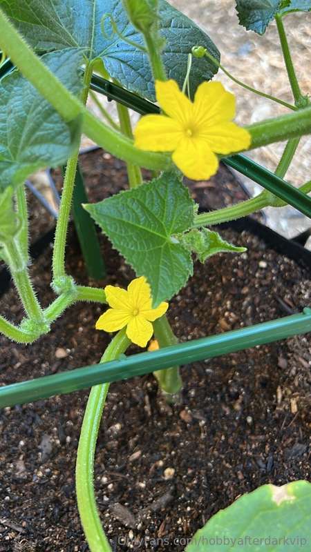 By the Emperor my Cucumber plants have started blossoming! W.. 1