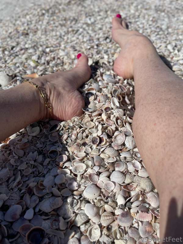 I love all these tiny little shells on the beach.  7