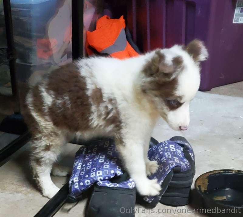 I'M GETTING A PUPPY!! If you want to shower him with gifts t..