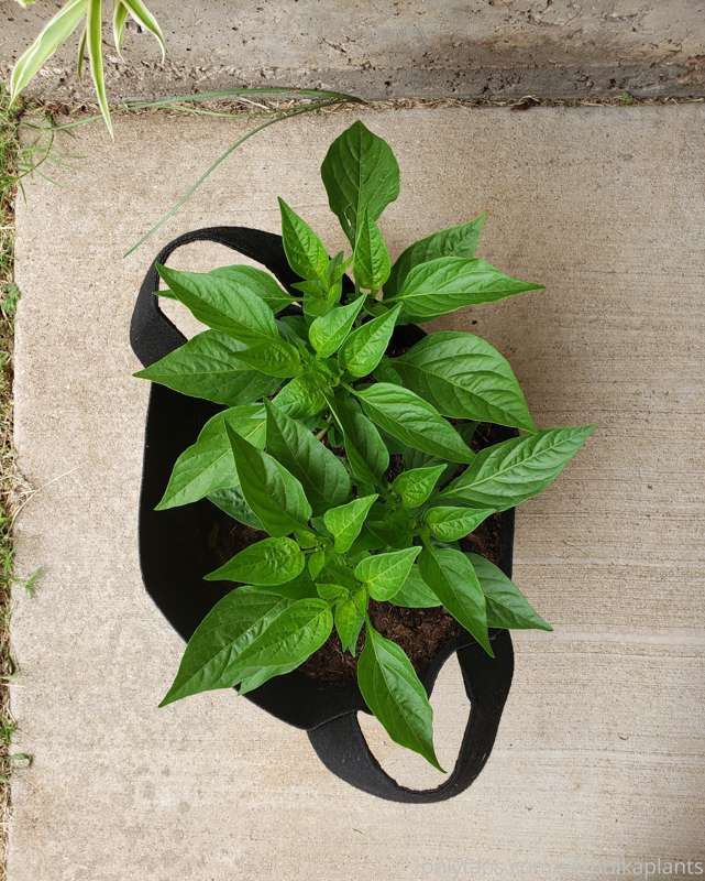 Some progress shots of my fresno pepper plants over the last..