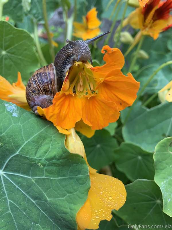 Found a cutie in my flower patch! 4