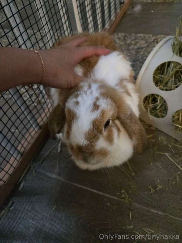 i wish i have big bobas like my bunny caramel  2