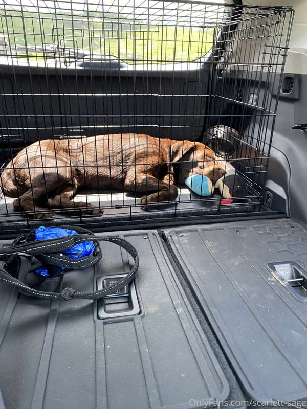 The pup is sufficiently worn out. We got a little muddy