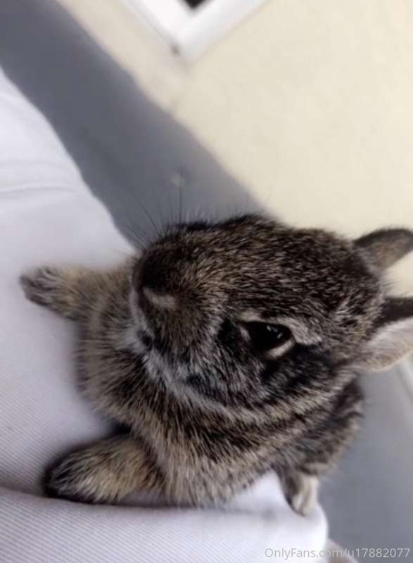 ‪Timothy is doing great! 🐰 He escaped his box last night, lu..