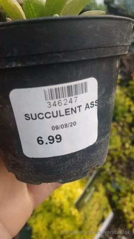 Succulent Ass 1