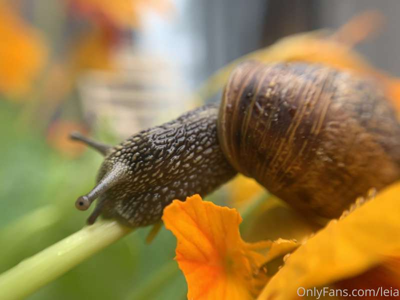 Found a cutie in my flower patch! 3