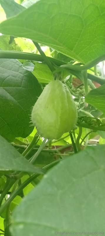 Aloha Amig@! Cómo estás? Conocés la papa del aire ?👩‍🍳🌱💚Maña.. 4