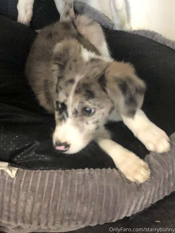 I got a puppy! I know this is not related at all to my usual.. 1
