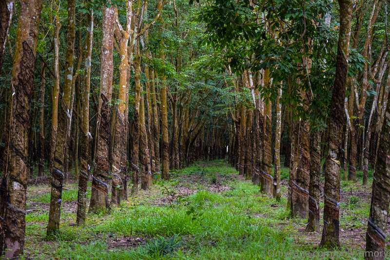 The next morning we headed back to the Cambodian border. Our.. 3