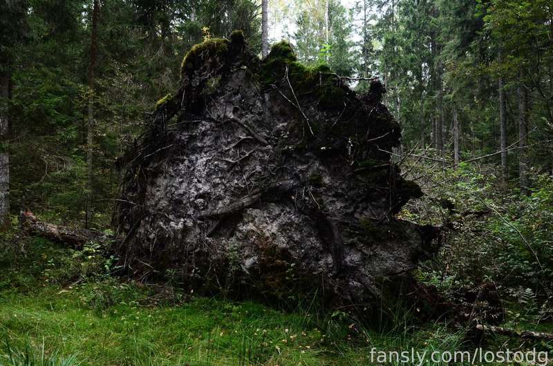Lostodg - Fansly - 14 Aug, 2024 6