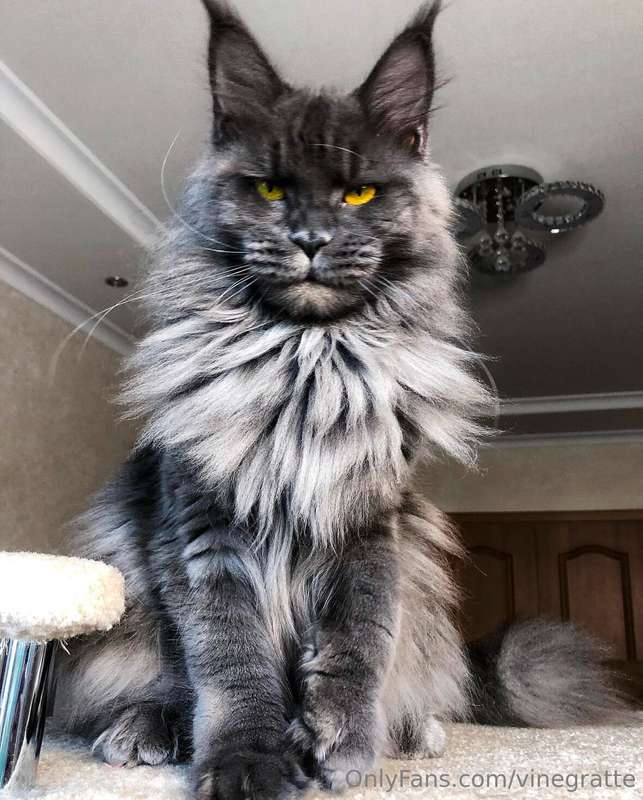 Y'all I want a Mainecoon so badly! Yes I Will use OF like a ..