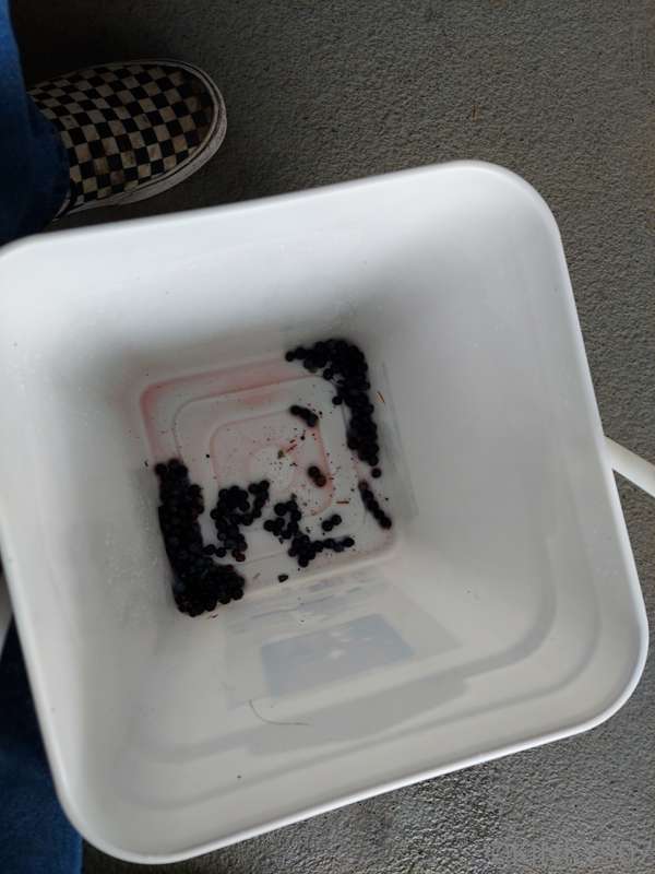 I did the nature-ing thing today. Picked blueberries, found .. 11