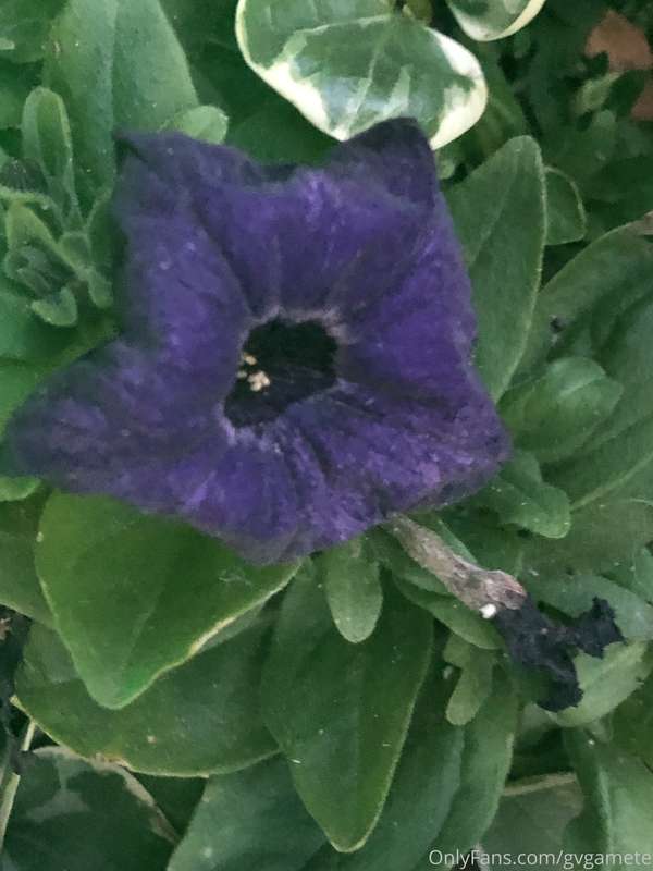 Late fall petunia in New England. On Viagra?