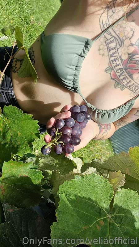 Come pick some grapes with me 🍇 4