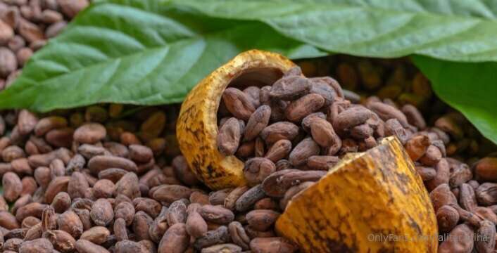 Cacao, Amado Árbol de los Dioses 9