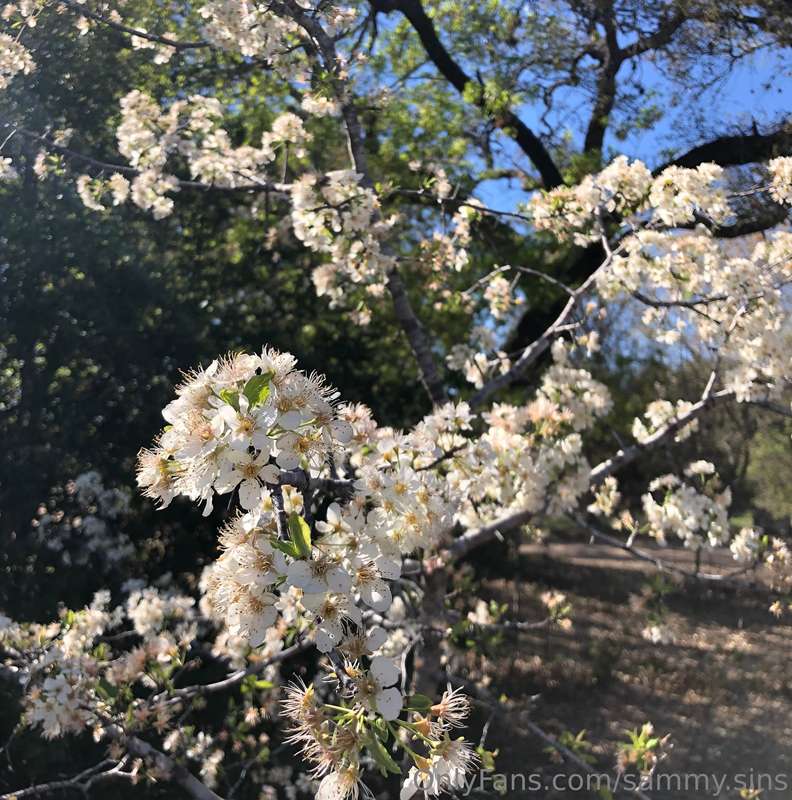 I love spring time in Texas 🌻 13