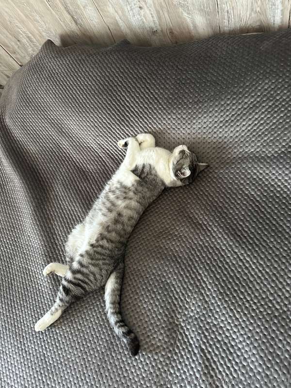 My favorite purr-machine always knows how to make the day wa..